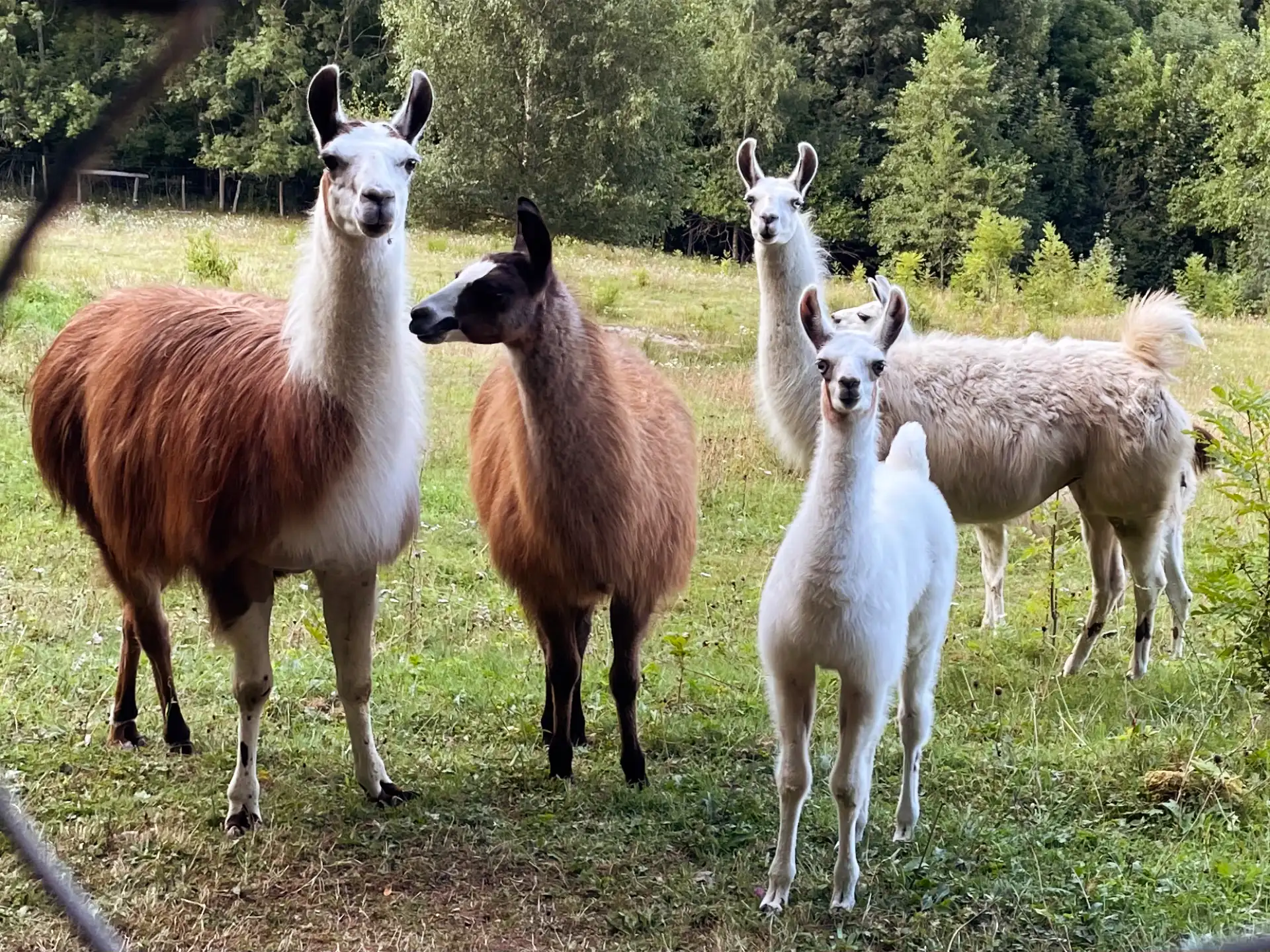 Domaine Milagro - Extérieurs et alentours - Lamas