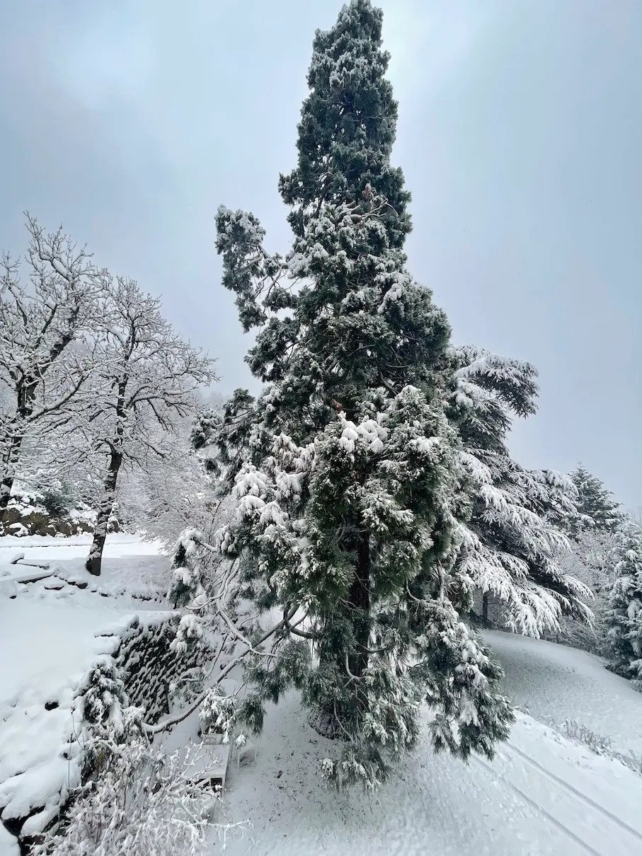 Domaine Milagro - Extérieurs et alentours - Sequoia sous la neige